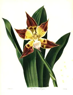 Chequered huntleya orchid, Huntleya meleagris
