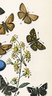 Skipper Collection: Chequered Skipper 2