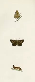 Images Dated 6th October 2011: Chequered Skipper