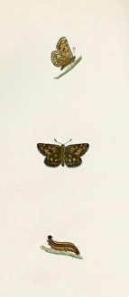 Skipper Collection: Chequered Skipper