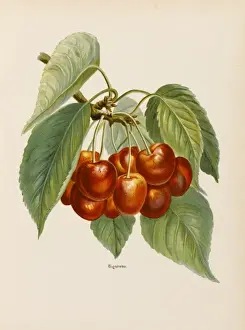 CHERRIES