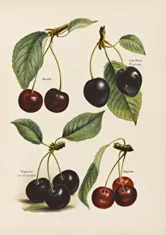Cherries Prints: CHERRIES