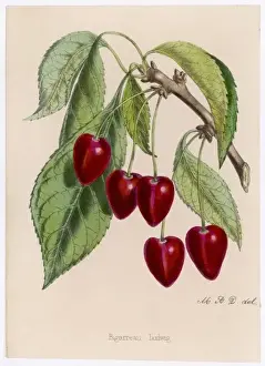 Cherries Prints: Cherry / Bigarreau Ludwig