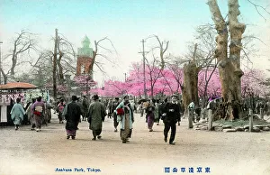 Blossoms Prints: Cherry Blossom at Asakusa Park, Tokyo, Japan