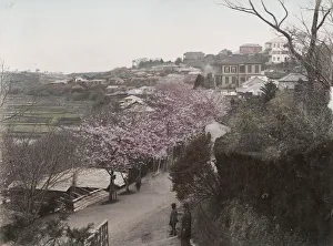 Cherry blossom of the bluff, Yokohama city, Japan