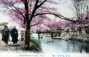 Seasonal Collection: Cherry Blossom at Edogawa-ku, Tokyo, Japan