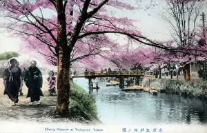 Blossoms Prints: Cherry Blossom at Edogawa-ku, Tokyo, Japan