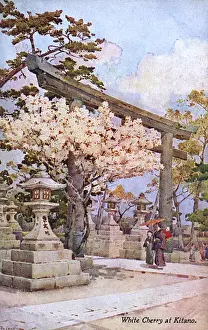 Cherry Blossom at Kitano Tenmangu, Kamigyo-ku, Kyoto, Japan