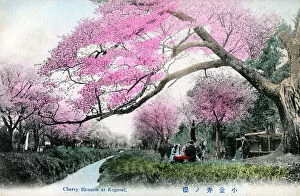 Seasonal Collection: Cherry Blossom at Koganei Park, Tokyo, Japan