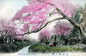 Blossoms Prints: Cherry Blossom at Koganei Park, Tokyo, Japan