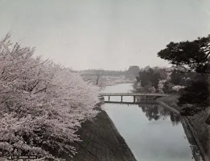 Moat Gallery: Cherry blossom & moat in Akasaka area of Tokyo, Japan