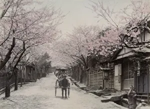 Frost Prints: Cherry blossom, rickshaw, Nogeyama, Yokohama, Japan