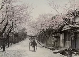 Frost Gallery: Cherry blossom, rickshaw, Nogeyama, Yokohama, Japan