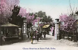 Blossoms Prints: Cherry Blossom at Suma Rikyu Park, Kobe, Japan