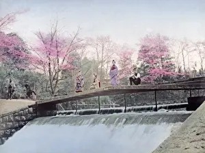 Cherry blossom and weir at Oji, Tokyo, Japan, circa 1890s