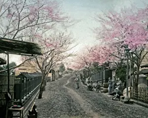 Cherry blossom, Yokohama, Japan