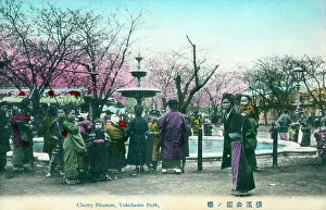 Yokohama Prints: Cherry Blossom, Yokohama Park, Japan