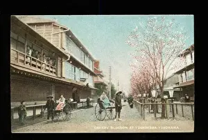 Yokohama Prints: Cherry blossom at Yoshiwara, Yokohama, Japan