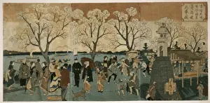 Cherry blossoms in full bloom along Sumida River