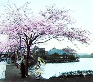 Blossoms Prints: Cherry blossoms at Ueno Tokyo Japan, hand coloured photo