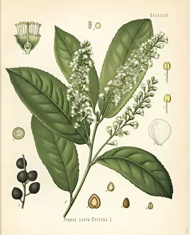 Prunus Gallery: Cherry laurel or common laurel, Prunus laurocerasus