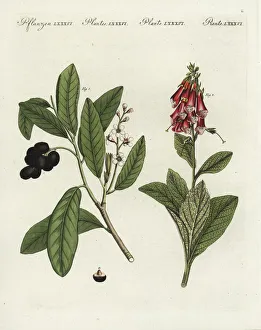 Prunus Gallery: Cherry laurel and foxglove