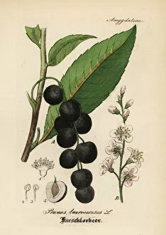 Prunus Gallery: Cherry laurel, Prunus laurocerasus