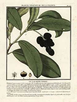 Colour Printing Prints: Cherry laurel, Prunus laurocerasus