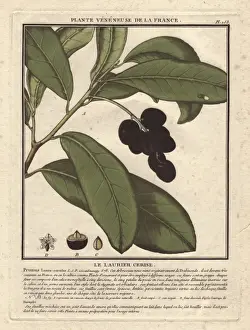 Cherries Prints: Cherry laurel tree, Prunus laurocerasus, with