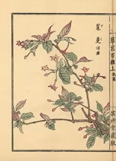 Kusabanahyakushu Prints: Cherry silverberry, Elaeagnus multiflora