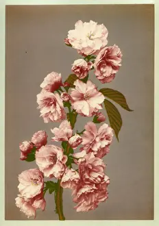 Cherry tree blossom