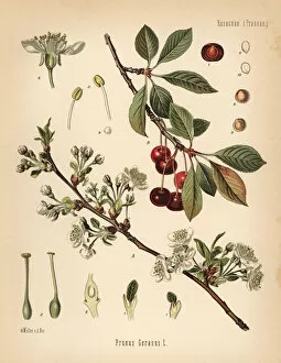 Prunus Gallery: Cherry tree, Prunus cerasus
