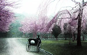 Ueno Prints: Cherry trees at Ueno, Tokyo, Japan, hand coloured photo