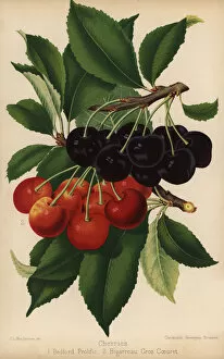 Florist Gallery: Cherry varieties: Bedford Prolific and Bigarreau