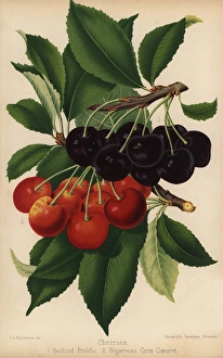 Florist Gallery: Cherry varieties: Bedford Prolific and Bigarreau