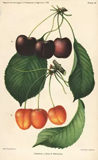 Prunus Gallery: Cherry varieties, Bing and Napoleon, Prunus avium