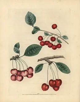 Cherry varieties, Prunus avium