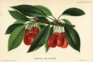 Prunus Gallery: Cherry variety, Bigarreau des Capucins, Prunus avium