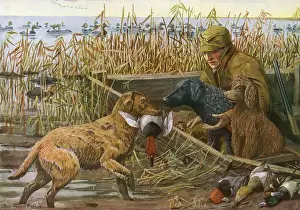 Chesapeake Retriever, Curly Coated Retriever and Irish Water