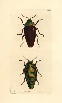 Chesnut shelled Indian buprestis, Buprestis chrysis