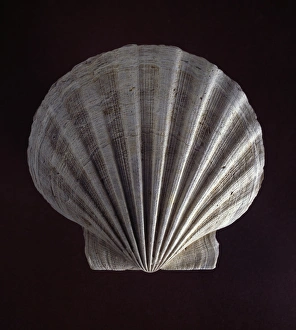 Bivalve Collection: Chespecten jeffersonius, scallop