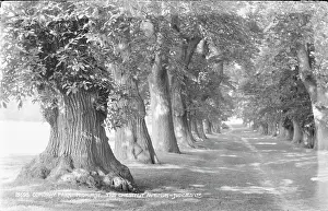 Chestnut Prints: The Chestnut Avenue at Cowdray Park