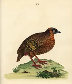 Loten Prints: Chestnut-bellied partridge, Arborophila javanica