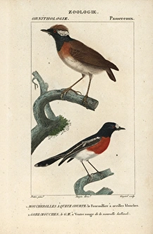 Stipple Gallery: Chestnut-belted gnateater, Conopophaga aurita