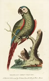 Chestnut Prints: Chestnut-fronted macaw, Ara severus