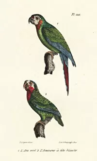 Oeuvres Collection: Chestnut-fronted macaw and Cuban amazon