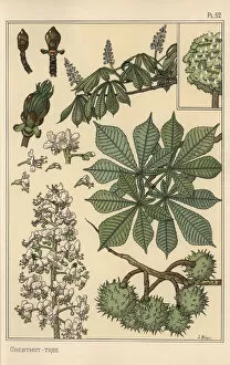 Andtheirapplicationtoornament Collection: Chestnut tree botanical study