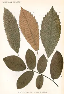 Chestnut, Walnut Leaves