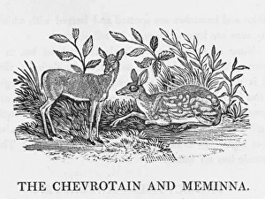Chevrotain (Bewick)
