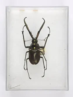 Artiodactyl Prints: Chiasognathus grantii Stephens, stag beetle